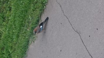 Усыновленная сорока спасла семью