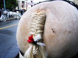 Водитель кобылы