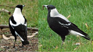 На самом деле, это ворона, обитающая в Австралии. По-русски australian magpie правильно называется ворона-свистун или черноспинная певчая ворона. Первые европейские переселенцы её из-за пёстрого окраса "по-инерции" по-английски сорокой назвали.