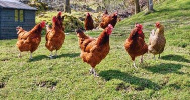 Динозавры всё же дожили до наших дней!