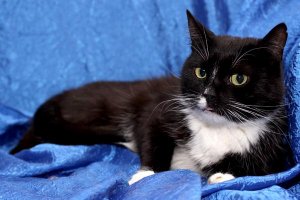 жесска ты. я бы не рискнул.
А есть у Вас кот/кошка? У меня дочке 6 лет, когда боится, я ей говорю "Вон видиш Каспер (так зовут моего кота) сидит, так вот все приведенья, все злобные монстры боятся котов/кошек, он тебя будет охранять!" и та спокойно ложится спать, а кот исполнительно охраняет...
Вот такой кот)