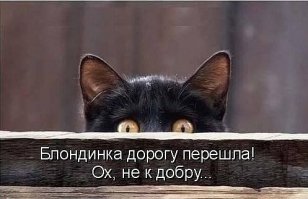 О приручении мужчин и котов