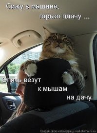 О приручении мужчин и котов