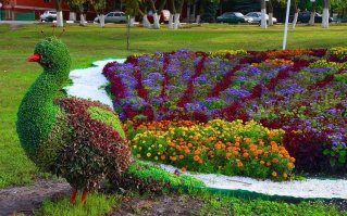 Этот же павлин находится у нас в Губкине около гостиницы "Руда"