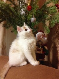 5 секунл затраченного времени и, сопсна, вот и ваш красавец Олаф :)