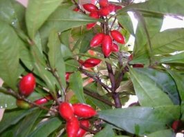 А мне на барбарЫску похоже)))