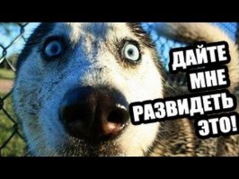 Японцы делают из своих питомцев гламурных кисок