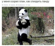 Кунг-фу панды подрались в китайском питомнике 