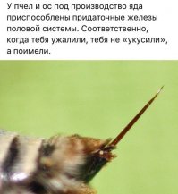 Хотите бесплатно увеличить свои губы? Воспользуйтесь услугами ос!