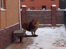 Заходите, не бойтесь, у нас собаки нет!