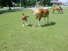 Козы сжирают до упора, а иногда и вместе с корнями.
А овцы принадлежат к тому же семейству козьих...
Лошади срезают хорошо, но за ними навоз убирать нужно...
На фотке никакой дополнительной обработки газону не производится (кроме уборки навоза, конечно)