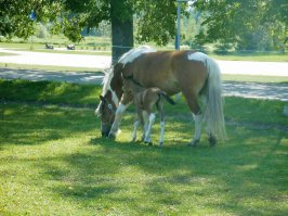 Козы сжирают до упора, а иногда и вместе с корнями.
А овцы принадлежат к тому же семейству козьих...
Лошади срезают хорошо, но за ними навоз убирать нужно...
На фотке никакой дополнительной обработки газону не производится (кроме уборки навоза, конечно)