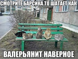 Да что вы знаете о кошачьей наркомании!