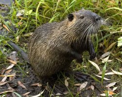 Ну эту крыску на постсоветском простарнстве едят за милую душу и разводят в больших, а мясо считается диетическим.... Эт нутря :)