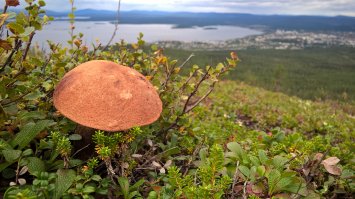 Прогулка по лесу с ножом, фотоаппаратом и ведром