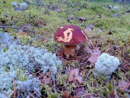 Прогулка по лесу с ножом, фотоаппаратом и ведром