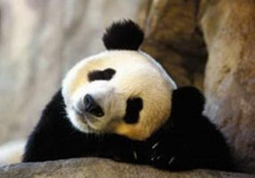 Единственная в мире коричневая панда живет в Шаньси