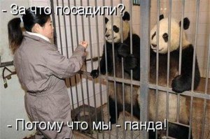 Единственная в мире коричневая панда живет в Шаньси