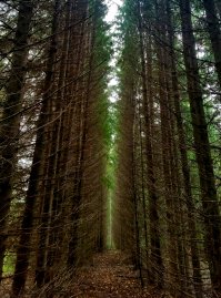 Я тоже фотку из леса принёс