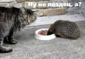 Прикольные картинки 