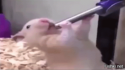 Суровая эротика 20-х