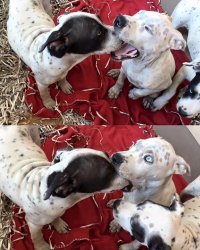 Выживает сильнейший, куле, естественный отбор, ёпта))