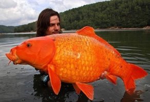 Такая рыбка у меня в детстве жила в 25-литровом аквасе. Гадила ужасно много)