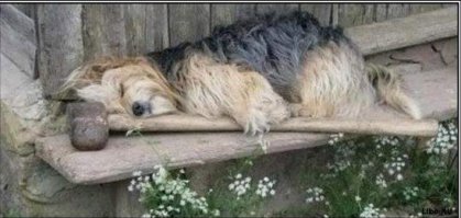 Что скрывают за собой таблички «Осторожно! Злая собака!»