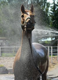 Лошадь с моей аватары