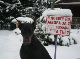 Что скрывают за собой таблички «Осторожно! Злая собака!»