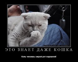 21 чихающий котик, который рассмешит вас