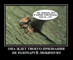 Подарок для зеленой мухи