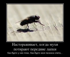 Подарок для зеленой мухи