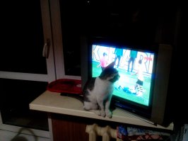 Народ, просто хочу своего котейку разместь, и проверить позволяет ли карма делать это. Смотрю обзор евролиги, и она в теме.