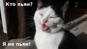 21 чихающий котик, который рассмешит вас