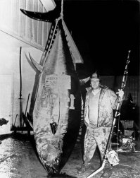 НДА, НЕ ЗНАЛ ЧТО ЯРМОЛЬНИК РЫБАК