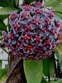 И что? кроме японской камелии никто не превзойдет розу по изысканности и совершенству форм! 
Кстати, восковой плющ (хойя) показан в виде бутонов. А расцветшие цветы выглядят вот так: