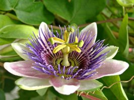 В качестве красивых и необычных цветов следовало бы еще вспомнить пассифлору: