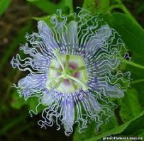 В качестве красивых и необычных цветов следовало бы еще вспомнить пассифлору: