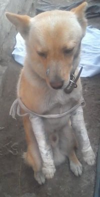 моё чудо, после того как не поделил дорогу с машиной.)))))))))) Итог - две клиники. 5000 руб.