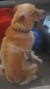 моё чудо, после того как не поделил дорогу с машиной.)))))))))) Итог - две клиники. 5000 руб.