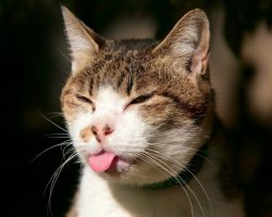 21 чихающий котик, который рассмешит вас