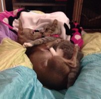 Выражение морды собачки можно было бы описать как " Субботнее утро после ночного клуба " . Тут и удивление и отчаянная попытка "Вспомнить всё "  и немой вопрос