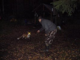 Красавец мужик! Я как-то на рыбаловной базе с утра лисицу кормил сосисками :)