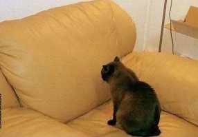 Утиные истории или блондинки в действии 