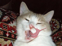 Торин, кот с невероятно длинным языком