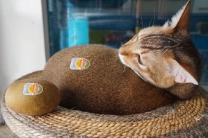 Абиссинец. У меня такой-же Котейко. Офигенный.
Котопёс, отзывается на свист и ходит рядом по команде "К ноге!"