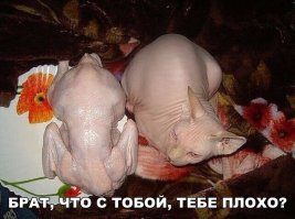 главное не перепутать когда жрать готовить соберешься