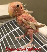 Перья, куда дели?