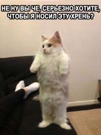 30 маленьких животных в миниатюрных свитерах, от вида которых вы расплыветесь в улыбке